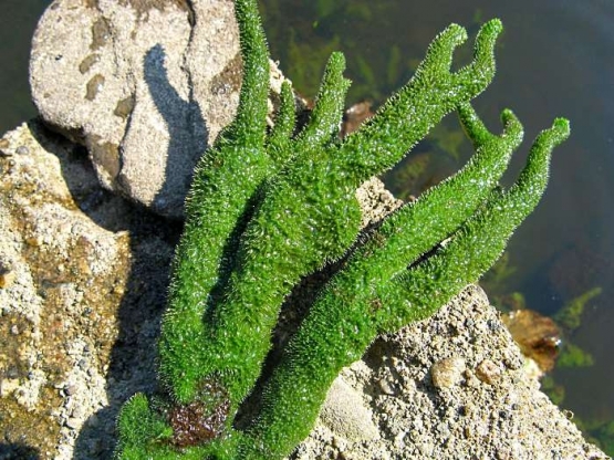 Бодяга - это морская водоросль